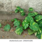 3d开奖229期最新开奖结果查询与号码分析 gn9a3y