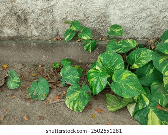 3d开奖229期最新开奖结果查询与号码分析 3d开奖229期最新开奖结果查询与号码分析