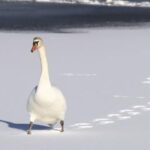 19080期足彩开奖结果揭晓,大奖花落谁家引关注 k6iu9o9j5