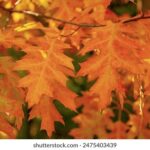 19055期彩票开奖结果最新公布,快来看看你中奖了吗? n6o48divr2