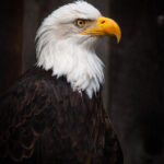 19047期足彩开奖结果揭晓:大奖花落谁家引关注 w98pdkz